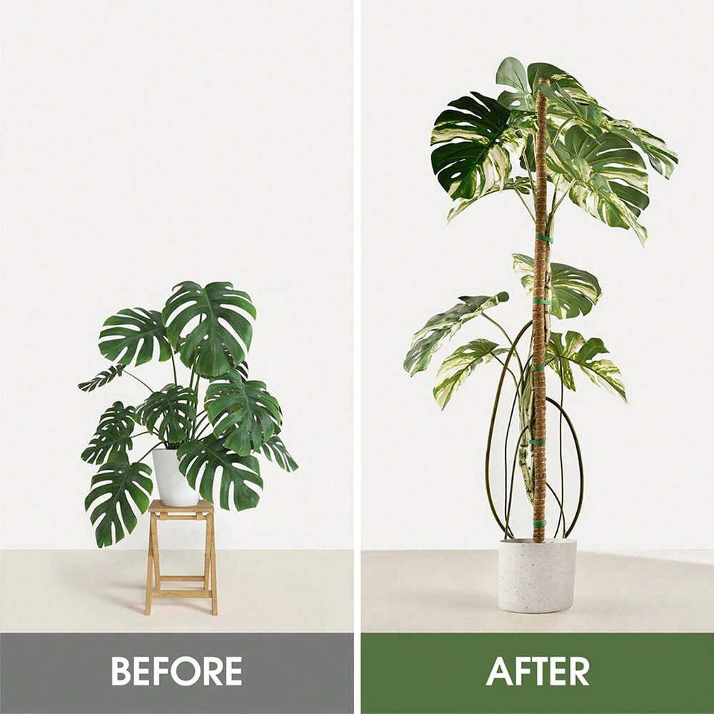 عمود طحلب للنباتات، دعامات لنب - مراجعة Indoor Herb Garden وسعره